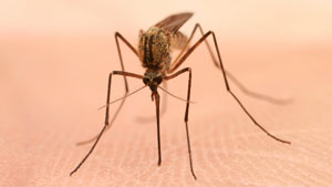 Paludisme : 36 protéines cibles identifiées pour tuer le parasite