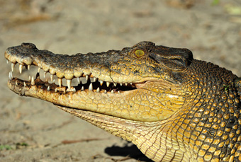 Les dents de crocodile, un exemple pour l’homme