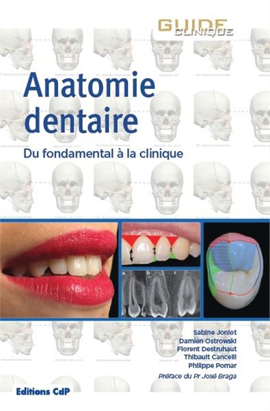 L'Anatomie dentaire